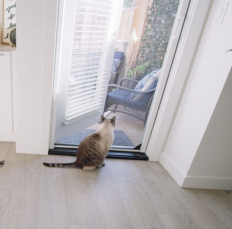 Cat sitting by sliding glass door with retractable screen, looking outside at patio area