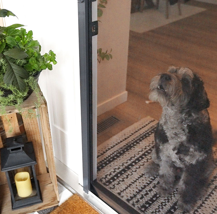 Small dog waiting by sliding door with retractable screen, rustic lantern decoration visible
