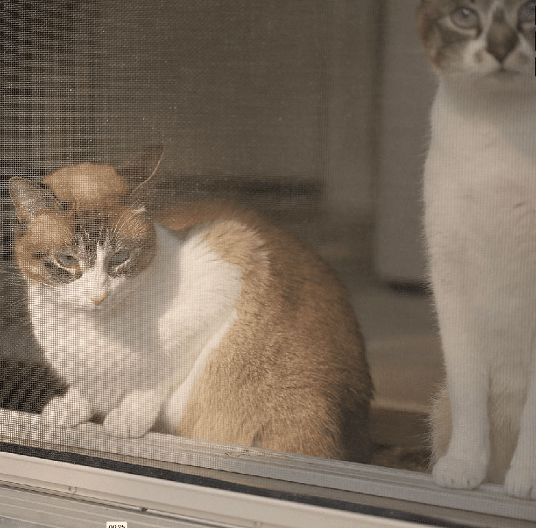 two cats resting behind retractable screen door with fern plant nearby
